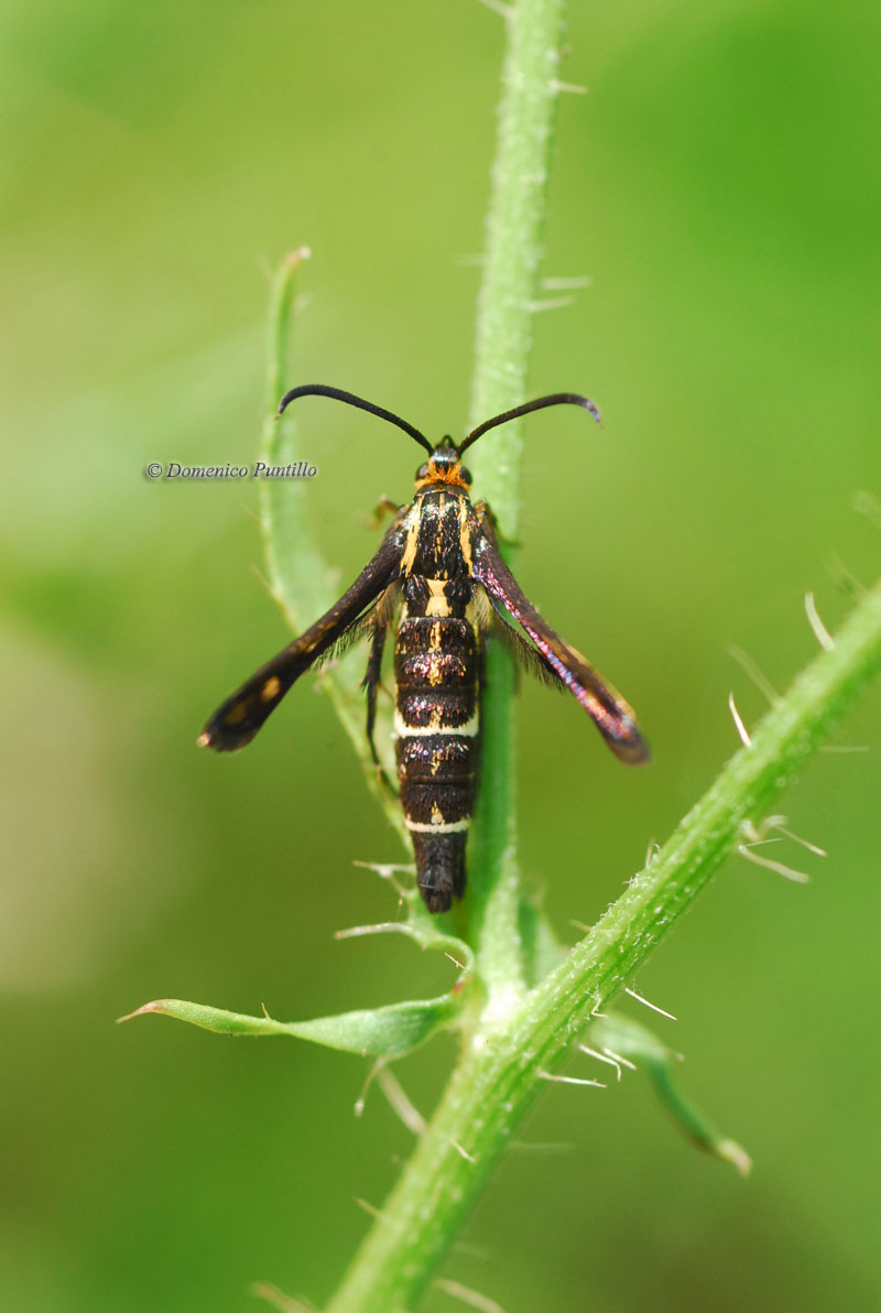 Sesiidae: Chamaesphecia cfr. aerifrons